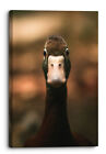 Closeup Of A Brown Duck Looking Forward Canvas Print Wall Art Picture Home