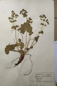 Antique Finnish Herbarium Botanical Pressed Plant specimens scrapbook 40's 50's - Picture 1 of 10