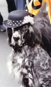 Un compañero canino bien vestido, ciudad de Nueva York - POSTAL - Imagen 1 de 2