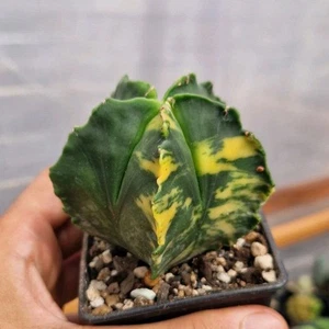 Astrophytum Myriostigma Variegated 7 cm. pot Cactus Copiapoa Tephrocactus - Imagen 1 de 3