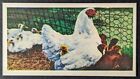 Hen And Chicks 1961 Doctor Teas National Pets Midgee Card #21 (Nm)