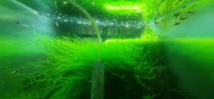 Plant/Moss Pack 1(2oz cup) Subwassertang, 1(2oz cup)Java Moss. - Picture 1 of 9