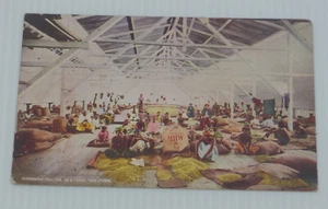 1909 VINTAGE POSTCARD SUMATRA COFFEE CULTURE AROUND THE WORLD, NO. 12 IN SERIES - Picture 1 of 2