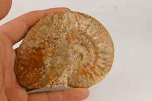 Ammonite Strigoceras Bajocien Everacy France amonite 102mm fossile - Picture 1 of 4