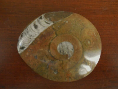 4.5"  ORTHOCERAS Polished Fossil w/ Sea Shell Fossil RARE  - Morocco - Image 1 of 4