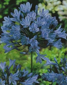 Agapanthus africanus Schmucklilie "3 Wurzelstücke" Blumenzwiebeln Lilien Lilie - Bild 1 von 1
