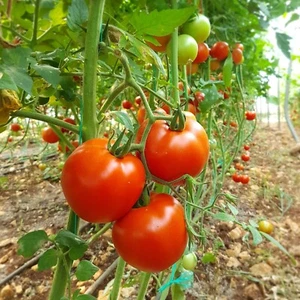 Tomato Graf Zeppelin 20+ seeds HEIRLOOM vegetable garden SPRING SUMMER easy grow - Picture 1 of 1