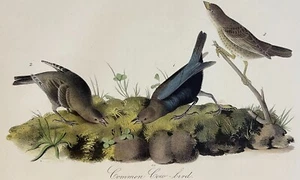 Audubon Common Cow Bird Plate 212 Birds Of America 1st Ed Royal Octavo - INV-1 - Imagen 1 de 3