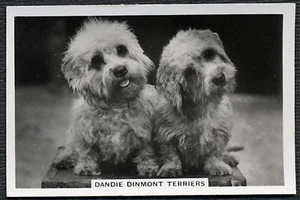 DANDIE DINMONT TERRIER SENIOR SERVICE DOGS SERIES 1939 DOG CIGARETTE CARD #28 - Foto 1 di 2