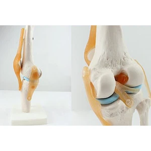 Modelo de enseñanza de anatomía de articulación de rodilla humana (fémur, tibia y peroné) tamaño 1:1 - Imagen 1 de 11