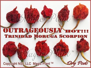 Trinidad Moruga Scorpion Chili Pepper Whole Pods 1kg (2.2lb) - Picture 1 of 5