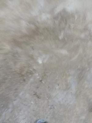 Parasol de conductor de vinilo iluminado para BMW 550i 2091781 06-09 Foto 1 de 4