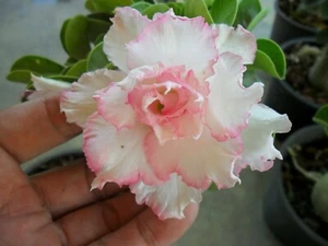 10 Samen ADENIUM OBESUM PINK, Wüstenrose + GESCHENK - Bild 1 von 2