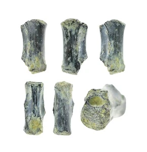 Machimosauru indet. (crocodilo vertebrae) - dragoshells-jp - Fossils of Portugal - Picture 1 of 3