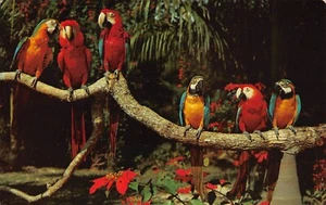 “Parrots Jungle” Birds Miami Florida FL Chrome Postcard - Picture 1 of 2