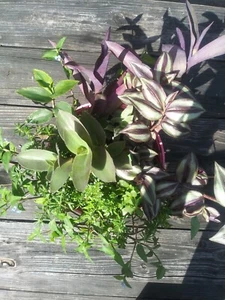 ORGANIC 5 TYPES- (4each) 4-6"+ CUTTINGS EASY CARE FAST GROW PACK Wandering Jew - Picture 1 of 14