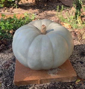 Giant Grey Organic Pumpkin 20 Seeds – Rare Heirloom Variety – LIMITED STOCK - Picture 1 of 2