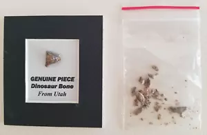 HUESO DE DINOSAURIO PIEZA PEQUEÑA AUTÉNTICA RECIÉN MONTADO + PIEZAS EXTRA DE UTAH - Imagen 1 de 4