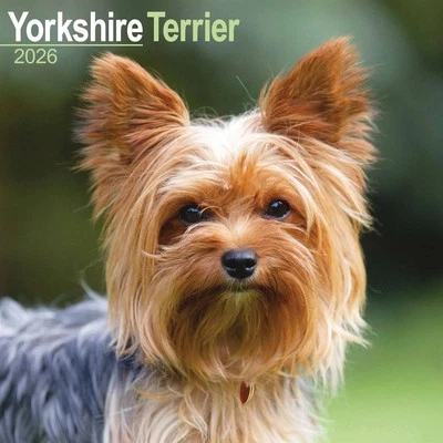 AVONSIDE PUBLISHING LTD Yorkshire Terrier Calendar 2026 - Dogs - Month To View