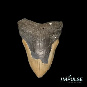 Huge 5.36" Megalodon Shark Tooth Fossil – Authentic Prehistoric Giant – Cape... - Picture 1 of 2