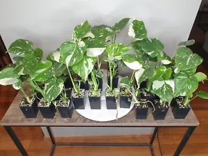 Not available until mid June. Highly variegated and well established - Picture 1 of 7