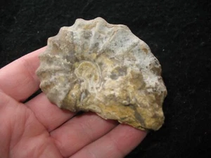 Kreide Ammonit Acanthoceras Stephensoni Woodbine Sandstein Texas #6 - Bild 1 von 7