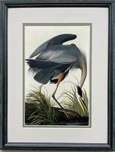 John James Audubon "Blue Heron" Custom Framed Art Print Bird Ornithology Nature - Picture 1 of 3