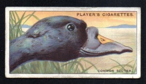 THE COMMON SCOTER 1929 JOHN PLAYER CIGARETTES CURIOUS BEAKS #41 EX NO CREASES - Picture 1 of 2