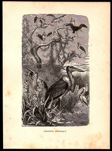 1886  --  CIGOGNES D AFRIQUE   7A082 - Picture 1 of 1