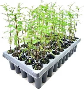Pond Cypress | 30 Live Trees | Taxodium Ascendens | Wet Tolerant Fast Growing... - Picture 1 of 9