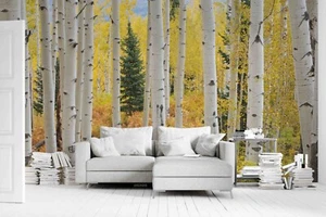 3D Birch Tree Forest Landscape Wallpaper Wall Murals Removable Wallpaper 31 - Picture 1 of 5