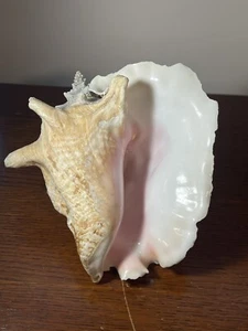 Large Pink Interior Conch Shell Beach Seashell Nautical Ocean Sea Collectable - Picture 1 of 10