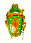 Unmounted beetle/Cetoniidae - Stephanorrhina guttata, FEMALE, A-
