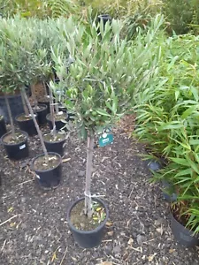 Olive Tree 120cm 10L Mediterranean Patio Plant Amazing Quality CLEARANCE PRICE - Picture 1 of 7