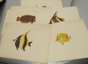 Litografías o grabados de peces y vida marina - arte antiguo de una venta de patrimonio - Imagen 1 de 6