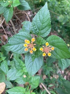 Getrocknete Lantana Camara Blätter Ceylon Bio Strauch Eisenkraut Engellippen 100 Blätter - Bild 1 von 7
