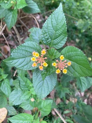 Hojas secas de lantana cámara Ceilán arbusto orgánico verbena labios de ángel 100 hojas Foto 1 de 4
