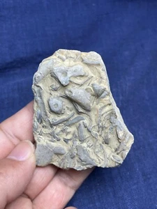 70g natural Cambrian period Blackwelderia Trilobite tail specimen - Picture 1 of 17