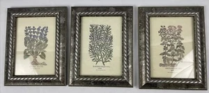 3 silbergrau gerahmte Bilder Kräuterpflanzen Origanum, Salva Major, Rosmarinus  - Bild 1 von 12