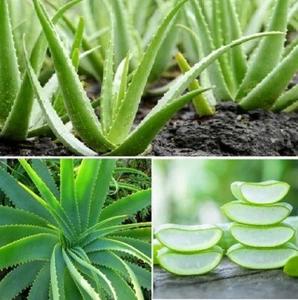 Aloe Vera | 15+ seeds | Medicinal | House Plant | Same Day Dispatch - Picture 1 of 2