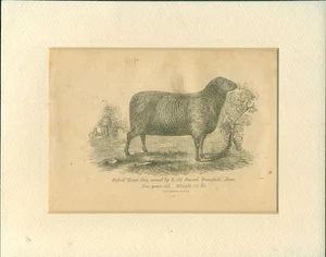 Grabado en madera vintage de 1863 de una oveja de plumón Oxford - Imagen 1 de 1