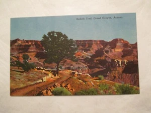 Arizona Postcard Kaibab trail Grand Canyon AZ - Picture 1 of 2