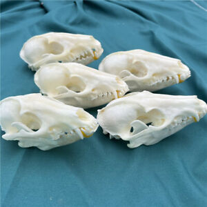 NEW 5 pcs Raccoon Skull taxidermy real bone skeleton Christmas decoration gift