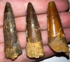 SPINOSAURUS Fossil Dinosaur Tooth Lot 2-2.5 Inches! NO COMPOSITES! 1 Per Order
