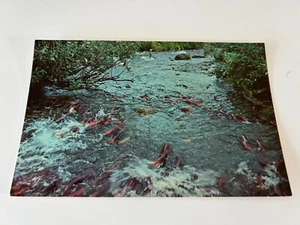 Sockeyes laichen im Bach auf Kodiak Island Lachsfisch Angeln Postkarte Alaska - Bild 1 von 2