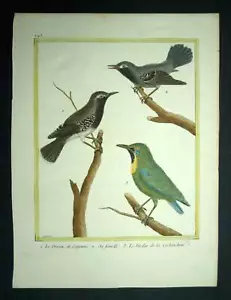 LE GRISIN DE CAYENNE et VERDIN A FRONT D'OR gravure Oiseaux de Martinet 1770 - Imagen 1 de 6