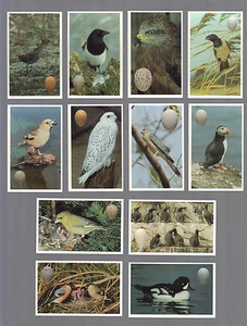 ZIGARETTE/HANDEL/KARTEN.Smaragd Sammlerstücke.VÖGEL & EIER.(Komplettsatz 72 Stück).(1996). - Bild 1 von 1