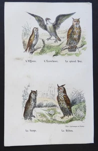 BUFFON Anfang 19. Jh. - Farbradierung VÖGEL: Eule und Eulen - Bild 1 von 2