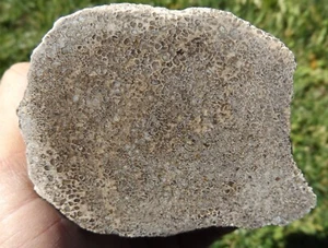 DIG-N-UTAH: DINOSAUR BONE POLISHED DISPLAY CAB SLAB # L 516 - Picture 1 of 3