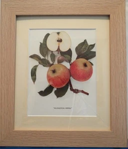 APPLES OF ENGLAND. Framed Vintage Prints, Numerous Species, - Picture 1 of 40